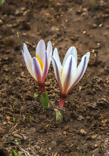 Colchicum kesselringii